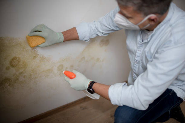 Best Mold Remediation for Specific Building Types in Helena West Side, MT