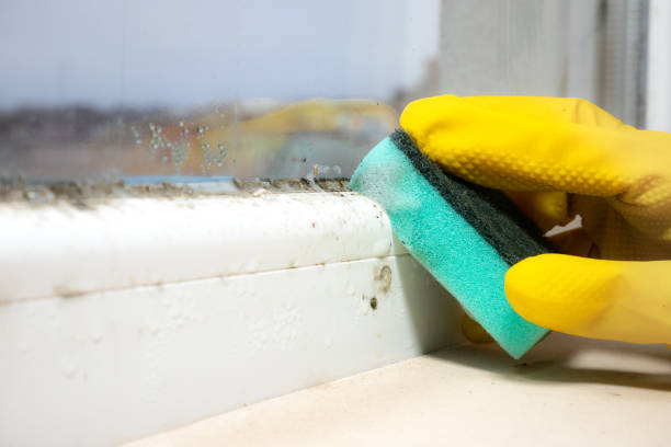 Best Insurance-Related Mold Remediation in Helena West Side, MT
