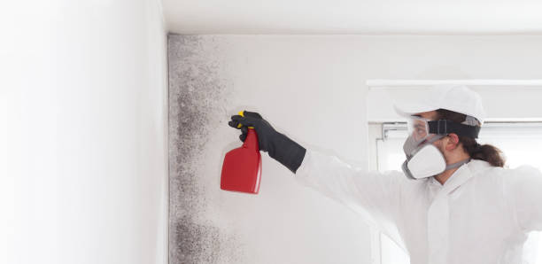 Reliable Helena West Side, MT Mold Remediation Solutions